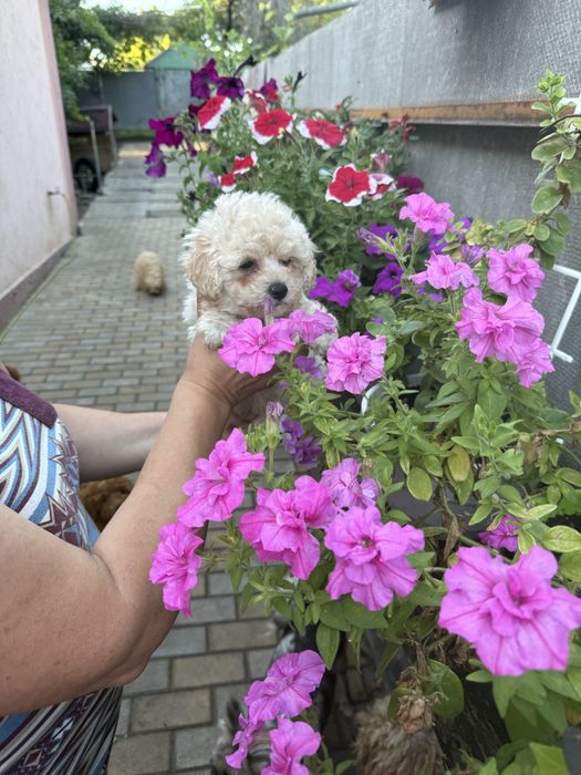 Хлопчик мальтипу