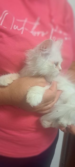 Gatinha persa branquinha