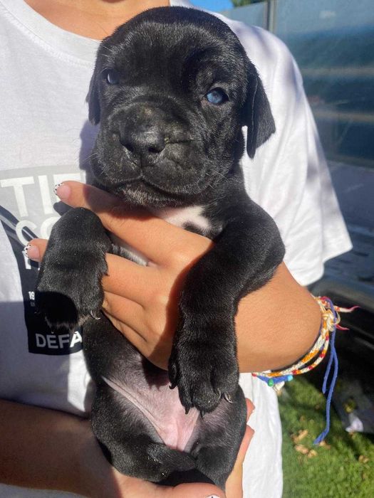Cane Corso Italiano com LOP
