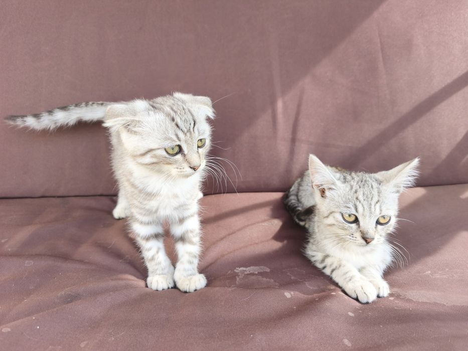 Котики шотландські висловухі,