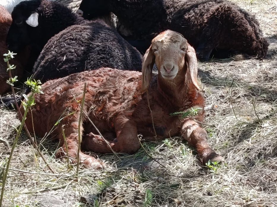 Овцы чистокровной Гисарской породы