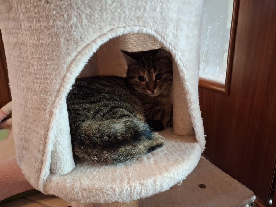 Milenka i Helenka ok 5 miesięczne szukają domu szylkret i bura z rudym