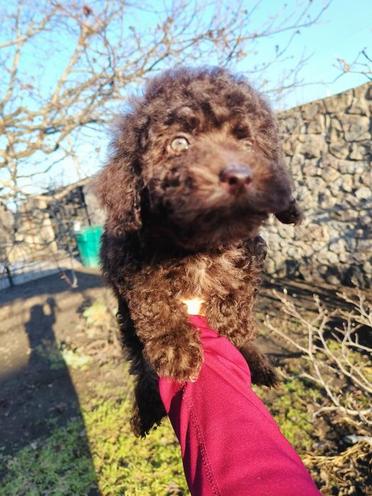 Пуделята той міні шоколад мерле абрикос