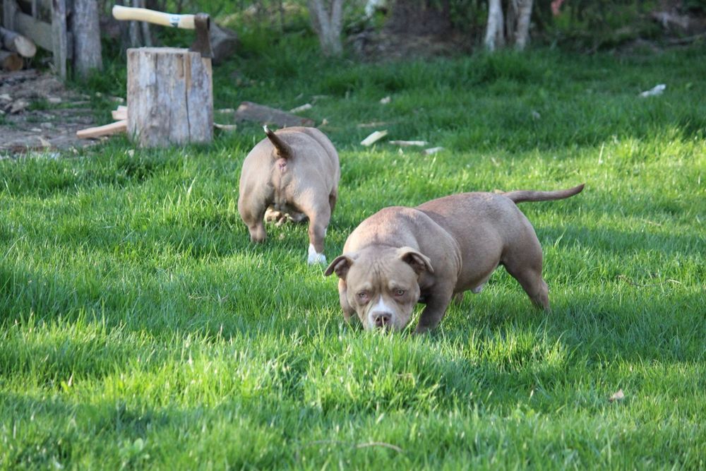 American bully samiwc 6 miesiecy