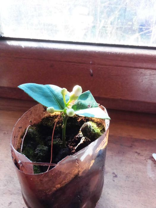 саджанці лимона,каламондіна