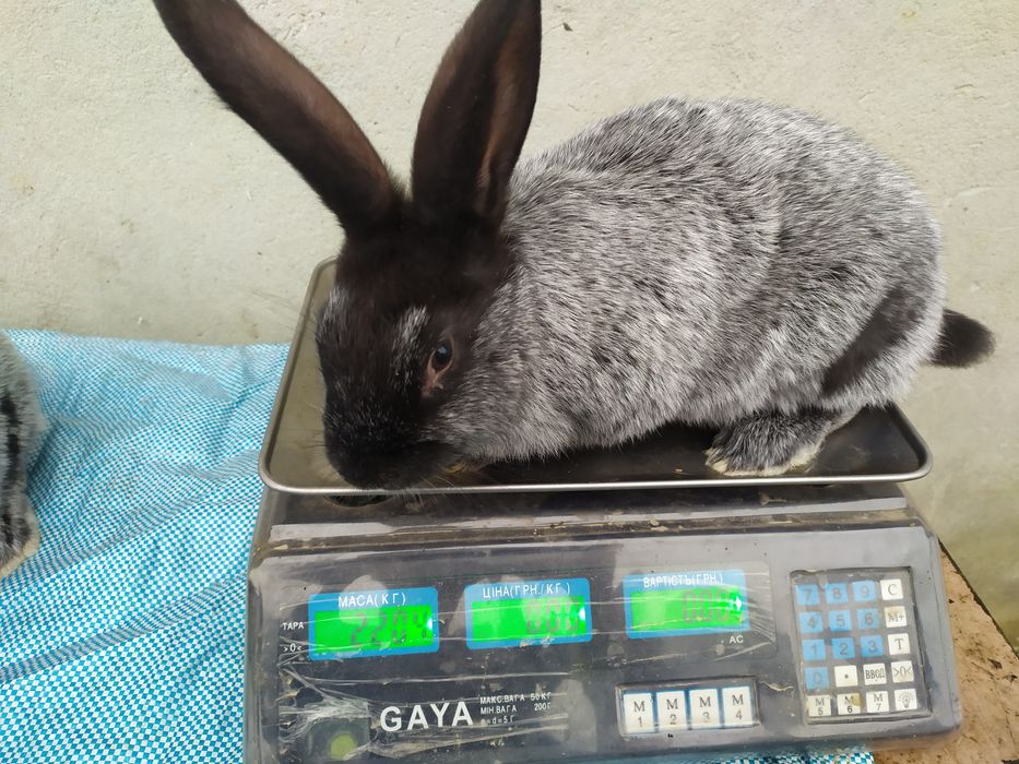 Продаю кролі Полтавське срібло