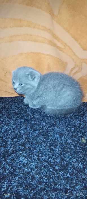 Шикарна дівчинка фолд
