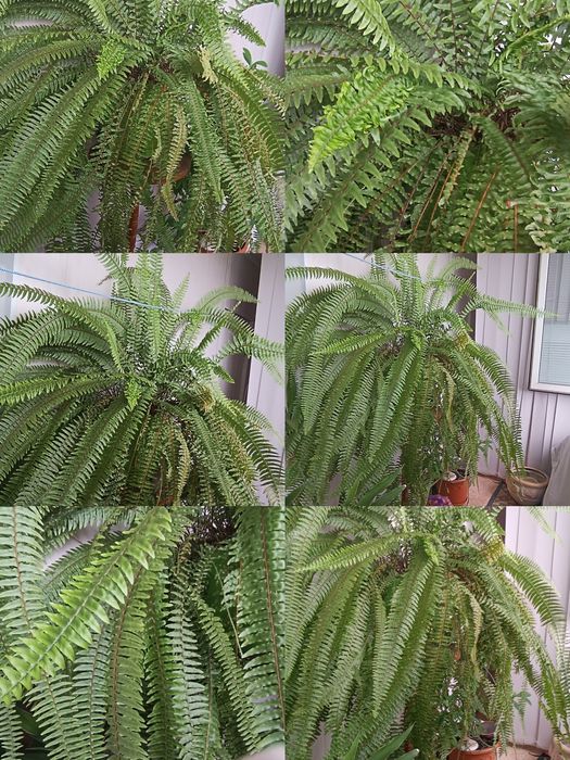 Продам вазони. Дорослі.