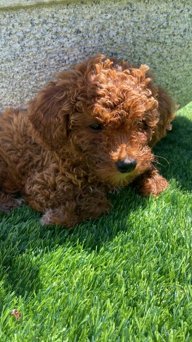 Lindo menino caniche