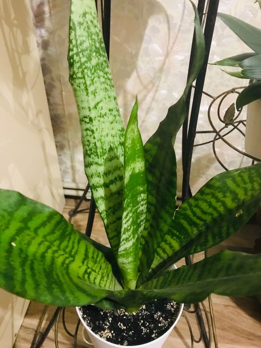 Сансевиерия распродажа.