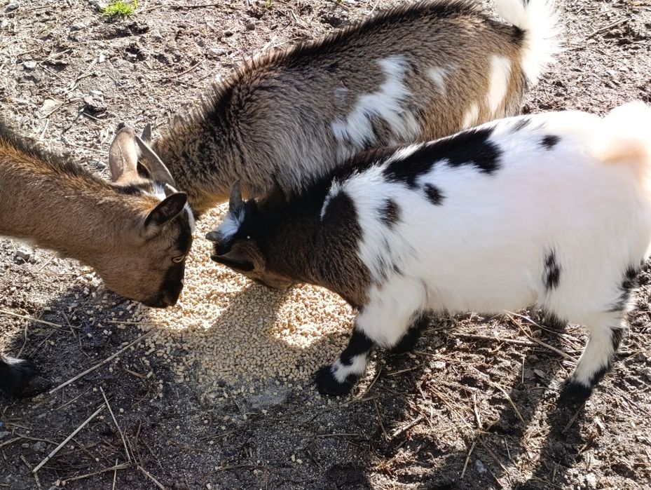Cabritos anãs - anjmais