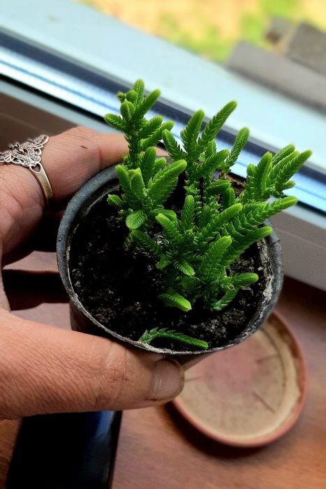 Толстянка плауновидна Красула