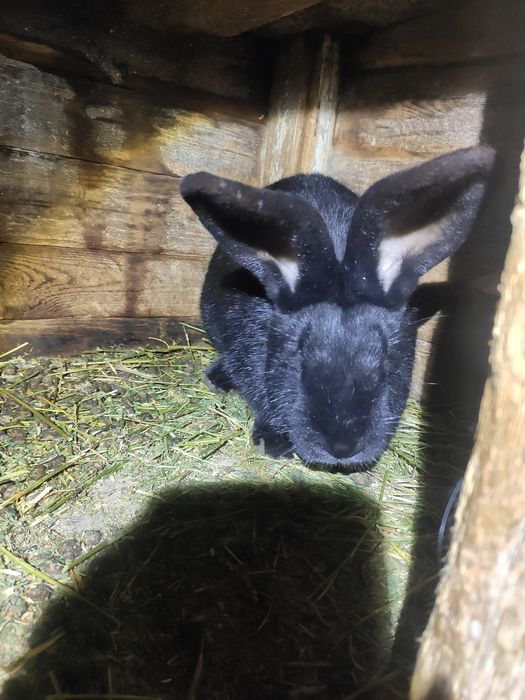 Змінять місце проживання кролики шиншили і німецький строкач
