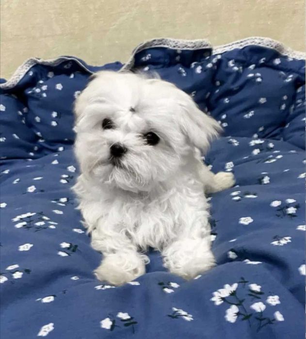 Bichon Maltês Macho  belo Pêlo