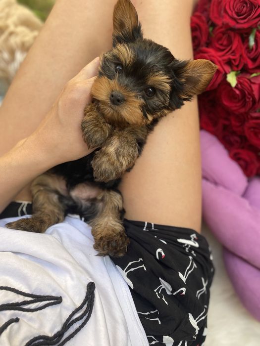 Йорчики  дівч