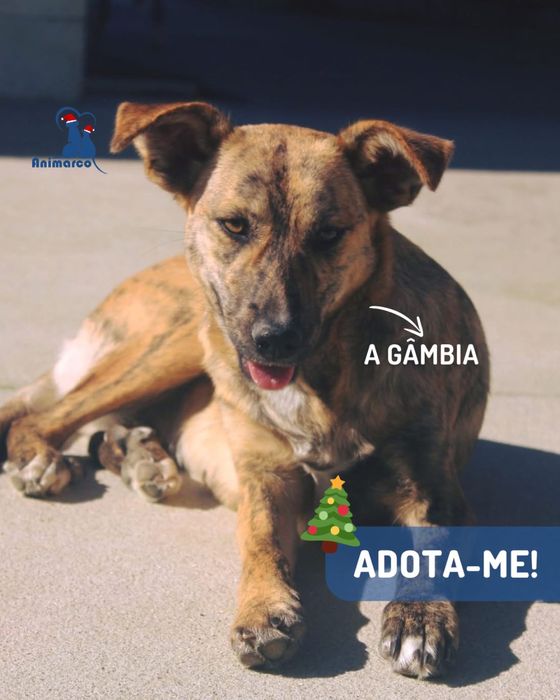 Gambia - cadela jovem de porte medio