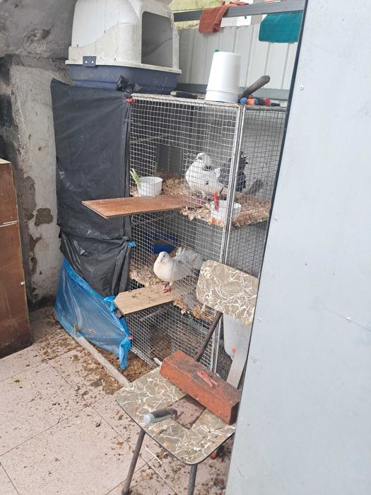 Pombos de leque e leque indianos.