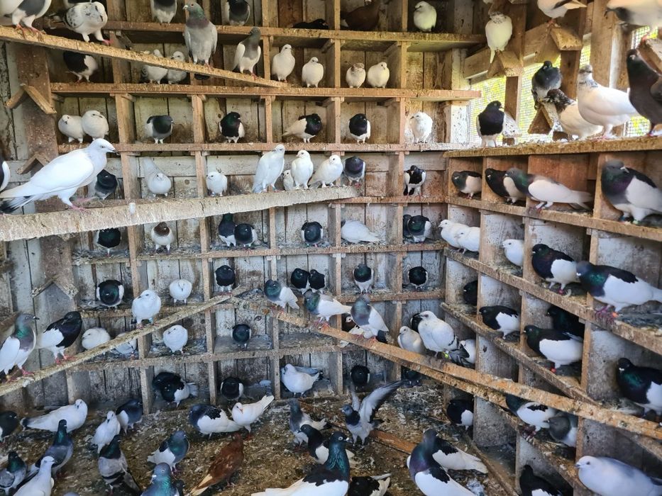 Sprzedam gołębie rasowe