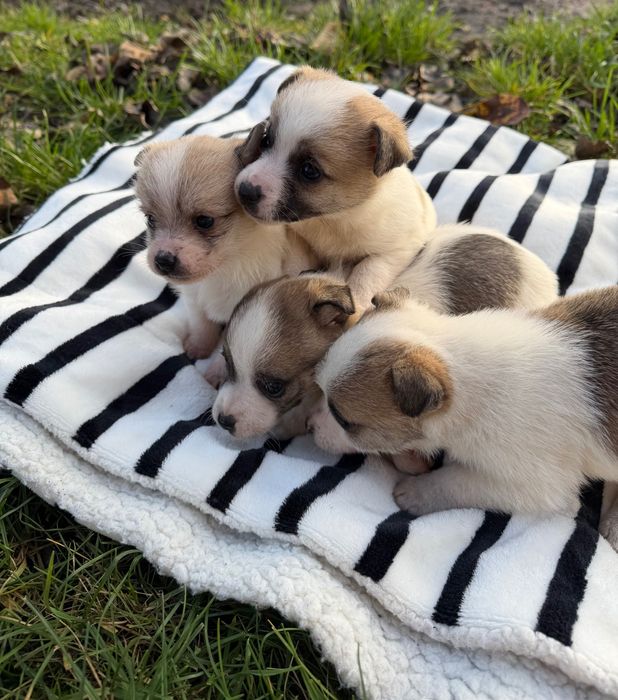 Цуценята в добрі руки