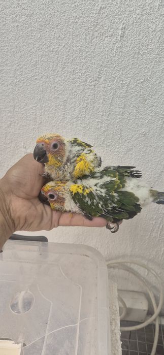 Aratingas do sol serem criadas a mão
