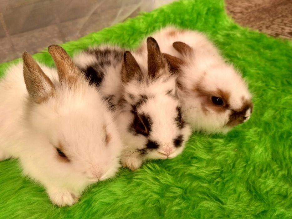 Декоративні кролики