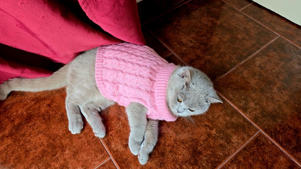 Procuro gato para acasalar