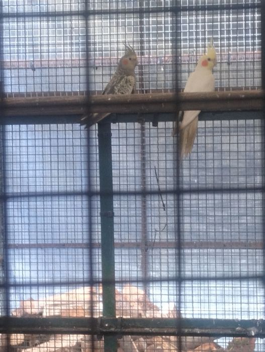 Vendo casal de caturras