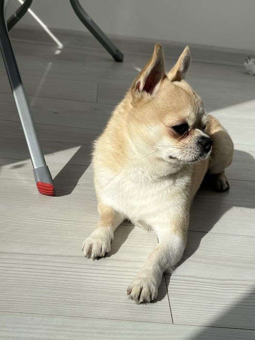 Вязка  чіхуахуа