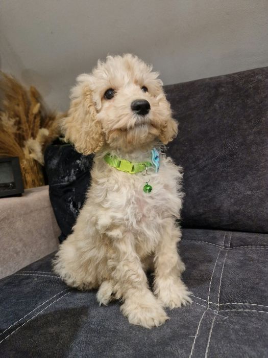 Piesek cockapoo f1b pies