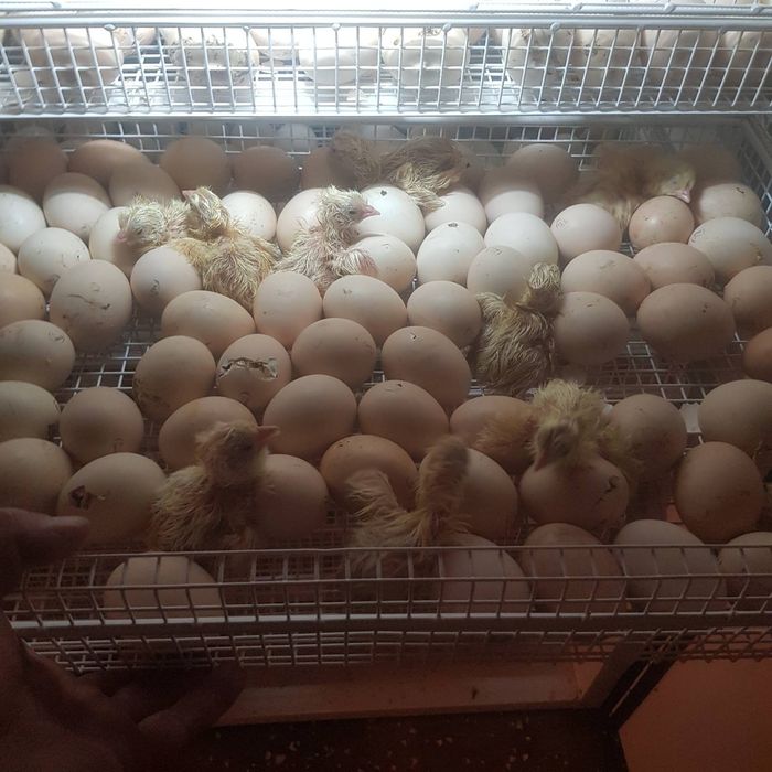 Бройлер суточный Венгрия