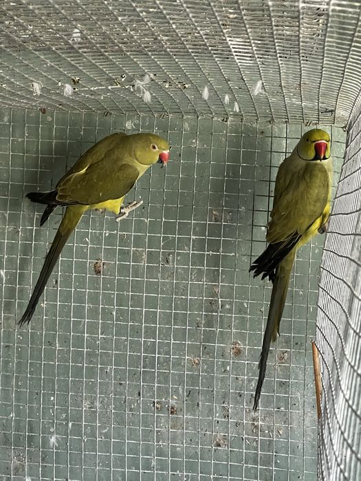Casais de ring necks reprodutores