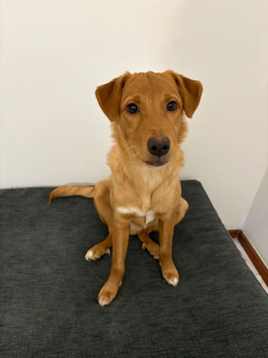 CÃO PARA DOAR  || ADOÇÃO