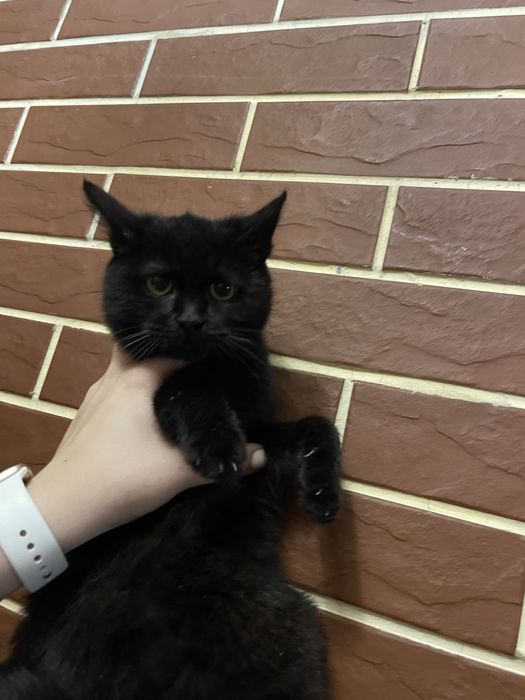 Безкоштовно кошенята