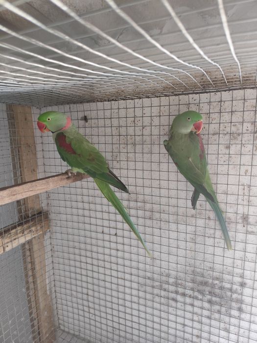 Casal adulto grandes alexandres