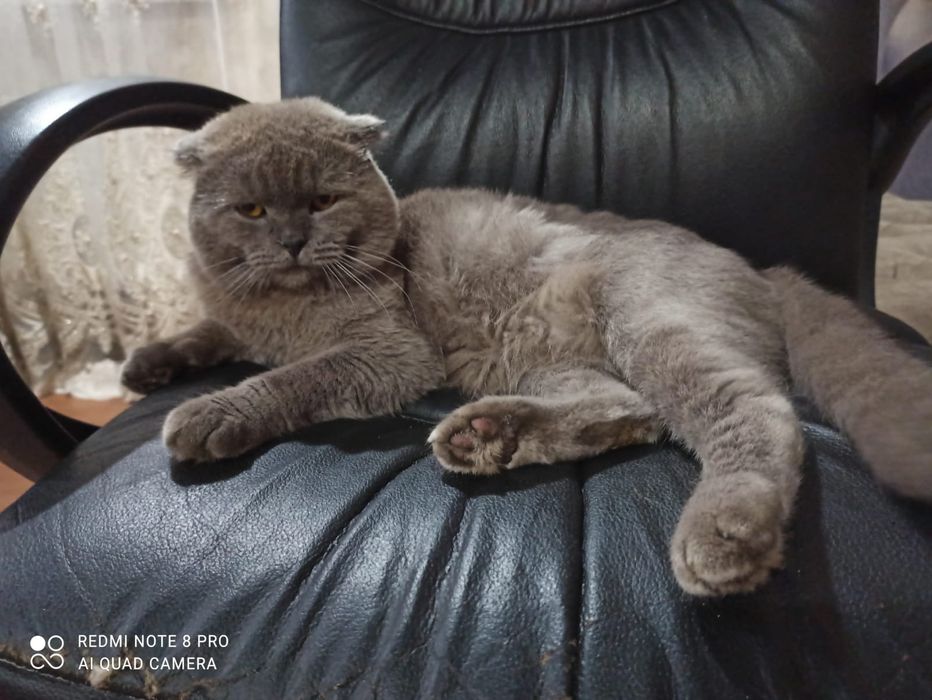 Британський вислоухий Кiт для вязки