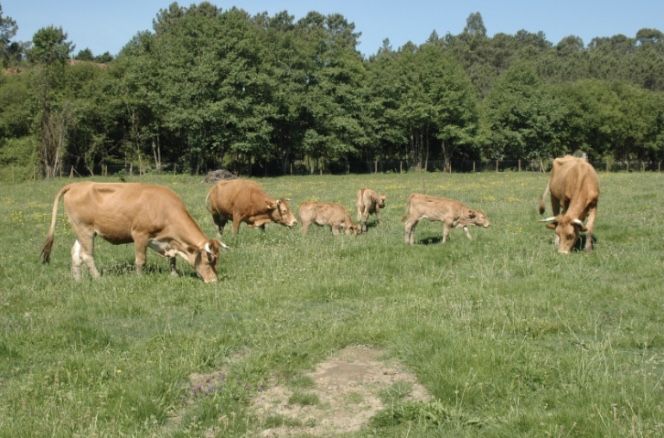 (Reservado) 8 vacas e 3 vitelas