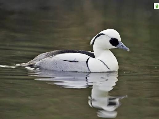 Mergellus albellus ou merganso branco