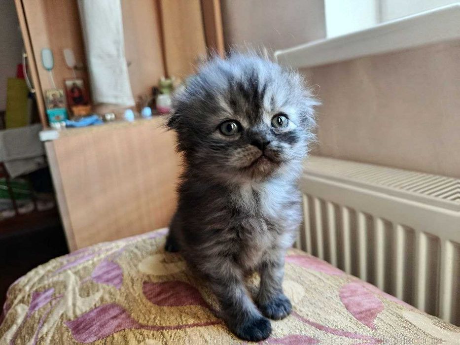 Кошенята в добрі руки
