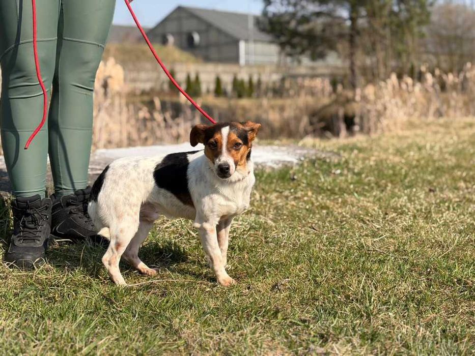 097100 Archie do adopcji.