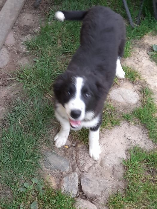 Border collie samiczka 4 miesięczna z rodowodem