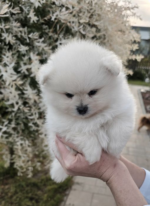 Pomeranian szpic miniaturowy zkwp FCI