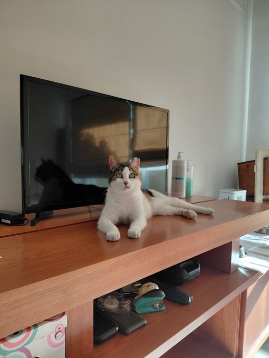 Sally- gata amorosa para adoção responsável
