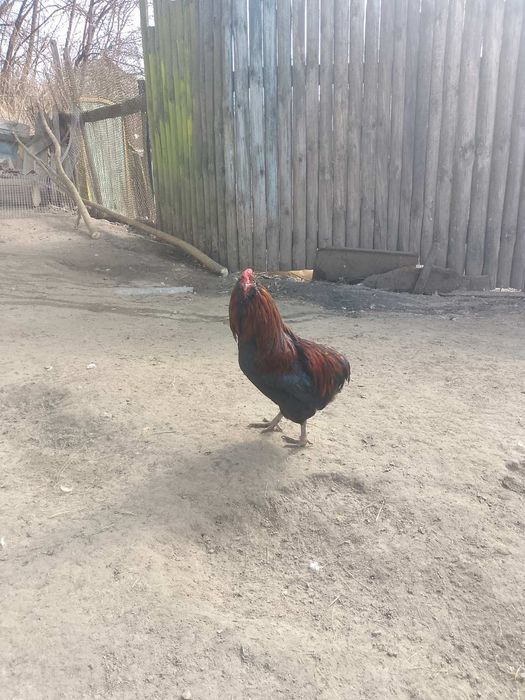 Продаю породистих півнів