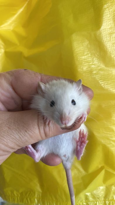 Пацючки дамбо маленькі