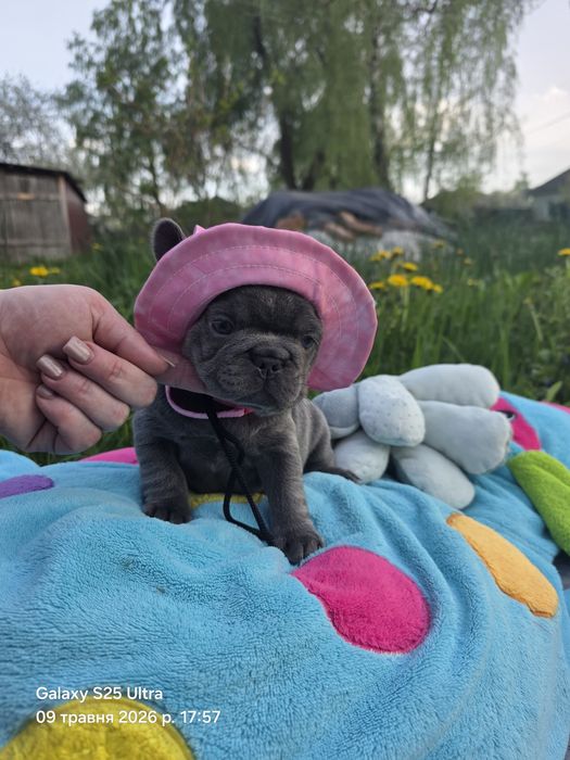 Красуня дівчинка