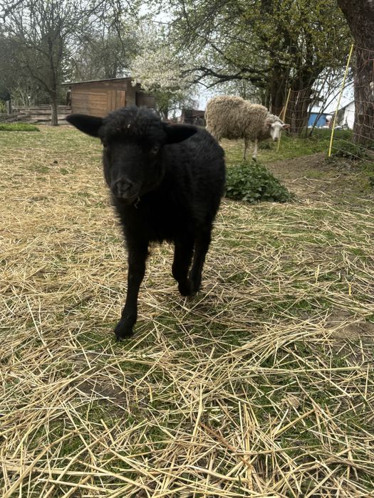 Jagnieta, owieczki, baranki