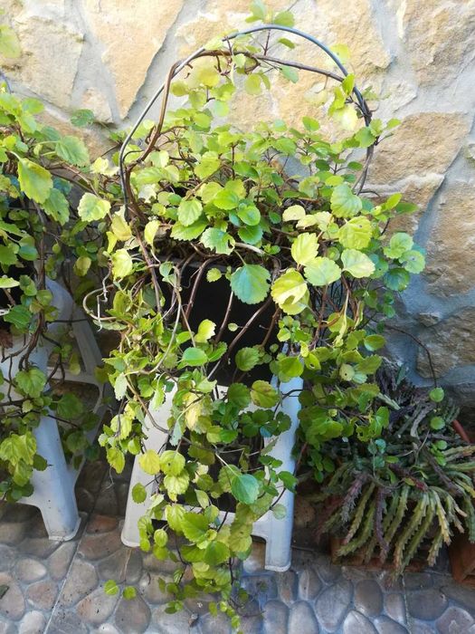 Planta natural, trepa ou de pendurar