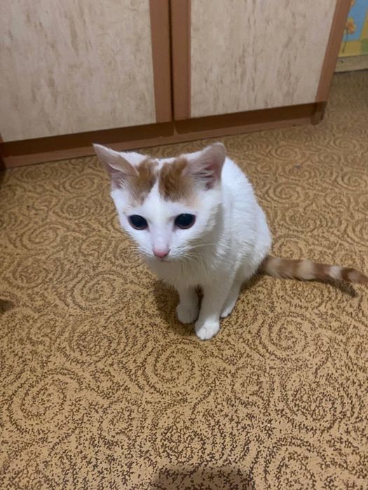 Грайливі кошнята шукають люблячу родину