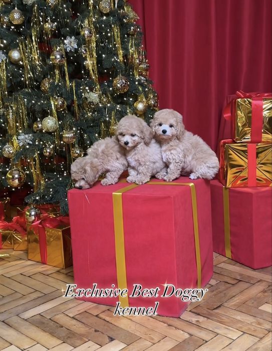 SUPER VIP яркие кукольные щенки мальтипу. Мальтипу. Щенок