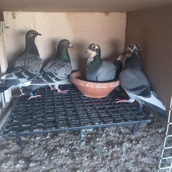 Pombos correio borrachos